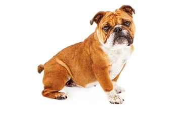 Bulldog Englez – Caracteristici, Temperament și Ghid Complet