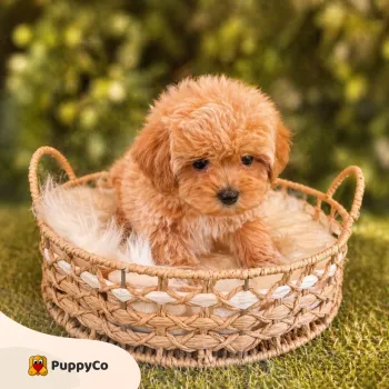 Caini de Vanzare Targoviste – Pui de Rasa, Maltipoo, Bichon si