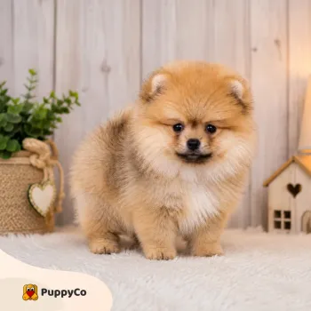Caini de Vanzare Targoviste – Pui de Rasa, Maltipoo, Bichon si